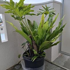 植物　ヒトデカズラ　オオタニワタリ　寄せ植え