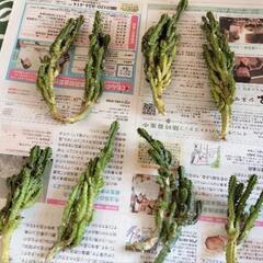 🌵今が植えどき♪電磁波サボテンセレウス君、1苗