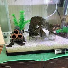 海水魚飼育セット 60cmの画像