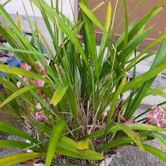 シンビジウムの画像