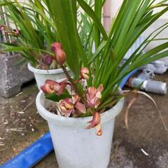 シンビジウムの画像