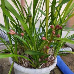 シンビジウムの画像