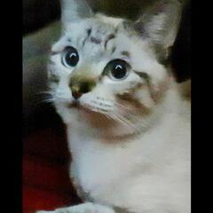 地域猫の活動にご賛同いただける方｡お力をお貸し願えませんか？