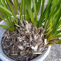 シンビジウムの画像