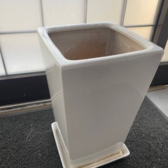 観葉植物用の鉢