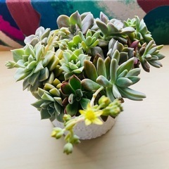 こんもり　エケベリア　陶器鉢　寄せ植え