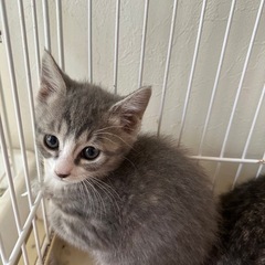 生後1ヶ月半の子猫ちゃん　サバ白ちゃん