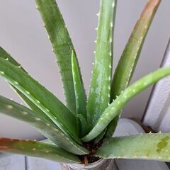 多肉植物 その130の画像