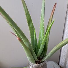 多肉植物 その130