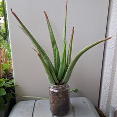 多肉植物 その130の画像