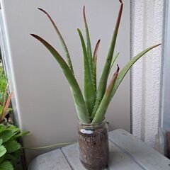 多肉植物 その130の画像