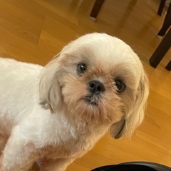 里親募集