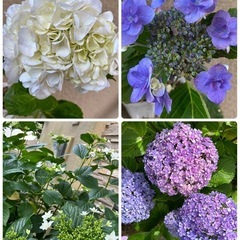 アジサイ　４種セット　まとめて　紫陽花　苗の画像