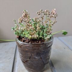 多肉植物 その140