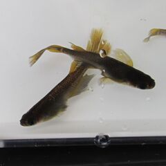 めだか ブラック黄金体色 ヒレ長「サタン」④ の有精卵 30個＋α