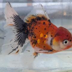 ローズテールオランダ　金魚