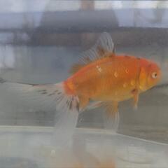 ジャンボ東錦2匹セット　金魚