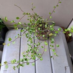 ワイヤープランツの画像