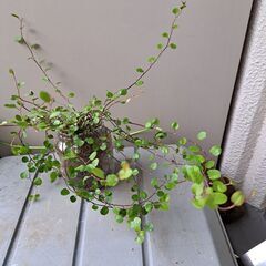 ワイヤープランツの画像