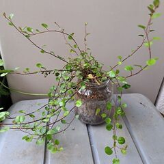 ワイヤープランツ