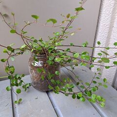 ワイヤープランツの画像