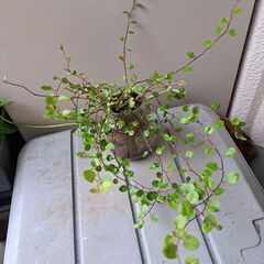 ワイヤープランツの画像