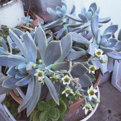決まりました‼️花が咲きました🌸エケベリア（多肉）鉢植え、アロマ...