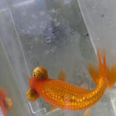頂天眼　金魚