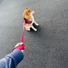 一緒に犬の散歩してくれる方募集！
