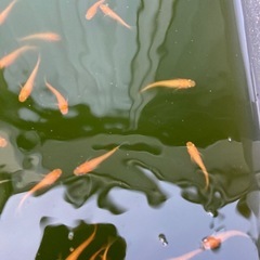 メダカ　久万楊貴妃15匹