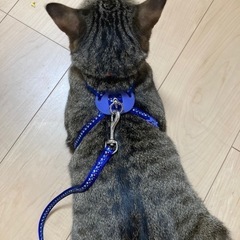 猫用お散歩紐の画像