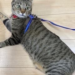 猫用お散歩紐の画像