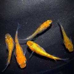 夜桜💐【GOLD】現物若魚=【.５匹  】体外光.ラメ魚メダカ