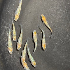 ラスト１　天界メダカ　めだか　雄雌１０匹　若魚　現物