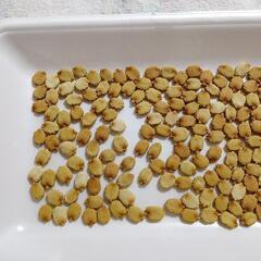 ゴーヤの種/0円〜
