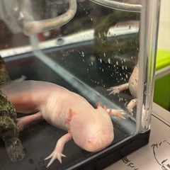 ウーパールーパー