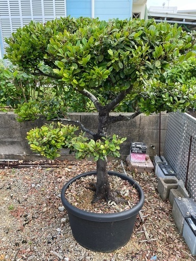 黒木(リュウキュウコクタン)