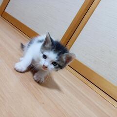 公園の段ボールに入っていたかわいい子猫です