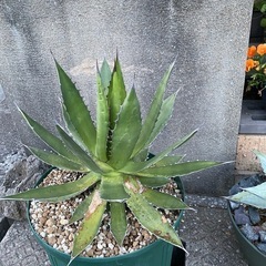 アガベ・ホリダ