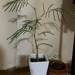 エバーフレッシュ