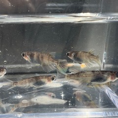めだか　和墨