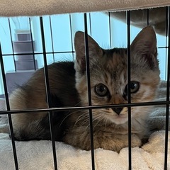 美猫せあちゃん