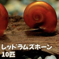 レッドラムズホーン　アクアリウム　メダカのおとも　水質改善　巻貝