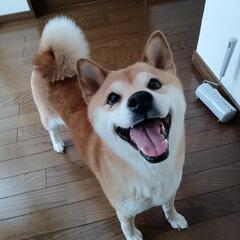 柴犬♀ ５歳