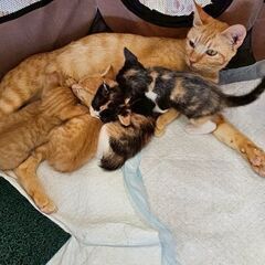 沢山の猫ちゃんに素敵な御縁がありますように🍀