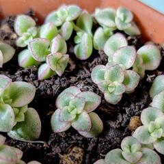 多肉植物🌱ステッチが可愛い💕リトルミッシー🌱セダム