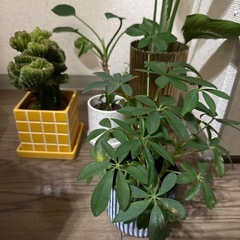 オーガスタなど観葉植物まとめて5鉢