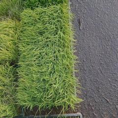 まもなく締め切り キヌヒカリ苗 お米苗10枚ほどあります。一箱あたりの価格です。の画像