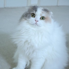 🍀譲渡会🍀スコティッシュの女の子4歳