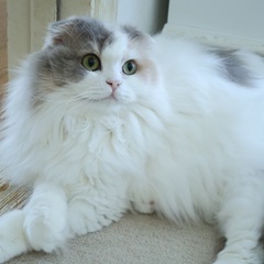 🍀譲渡会🍀スコティッシュの女の子4歳 - 猫